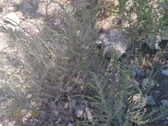 Micromeria inodora