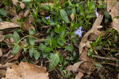 Vinca minor