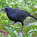 Scrub Blackbird - Photo (c) Jerry Oldenettel, some rights reserved (CC BY-NC-SA)