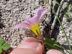Oxalis depressa, photograph (c) De Waal Hugo, some rights reserved (CC BY)