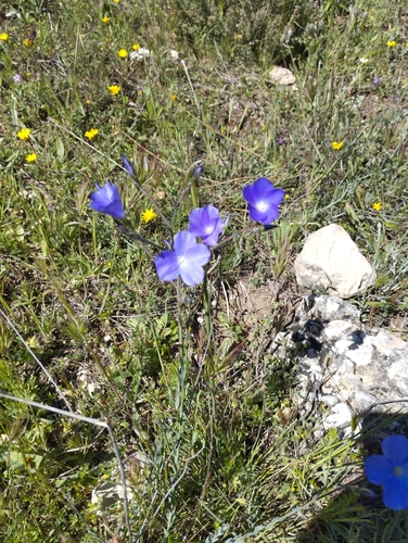 Beautiful Flax
