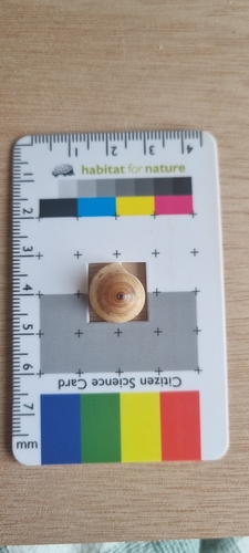 Adelphotectonica reevei observed 2026-05-12