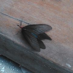 Histia flabellicornis