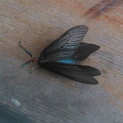 Histia flabellicornis