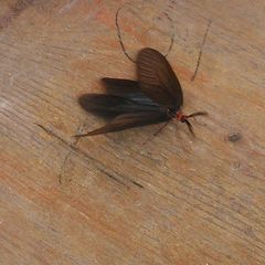 Histia flabellicornis