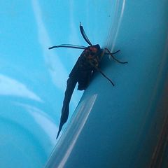 Histia flabellicornis
