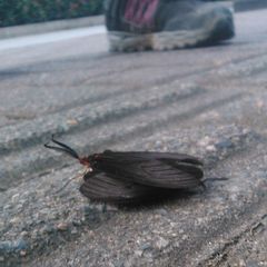 Histia flabellicornis
