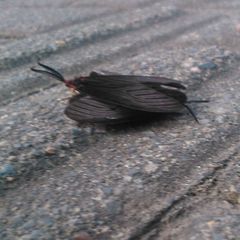Histia flabellicornis