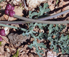 Vesper multinervatus