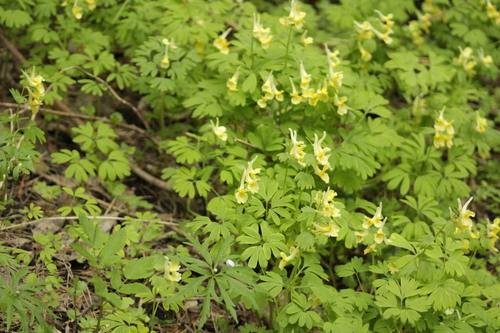 Corydalis bracteata, photograph 3