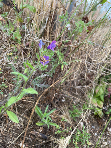 Metaphalangium cirtanum
