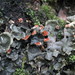 Pelt Lichens - Photo (c) Dwayne Sabine, some rights reserved (CC BY-NC)