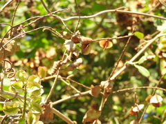 Combretum farinosum