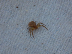 Xysticus californicus