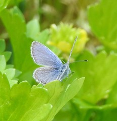 Cupido amyntula