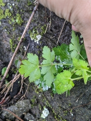 Peucedanum formosanum