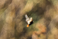 Hemileuca nevadensis