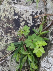 Peucedanum formosanum