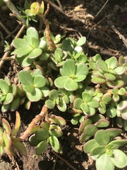 Portulaca umbraticola