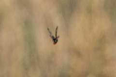 Hemileuca nevadensis