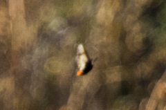 Hemileuca nevadensis