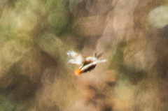 Hemileuca nevadensis