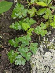 Peucedanum formosanum