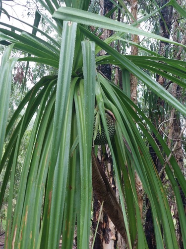Pandanus aquaticus, photograph 6