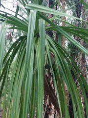 Pandanus aquaticus, photograph (c) Ruth Palsson, some rights reserved (CC BY-SA)