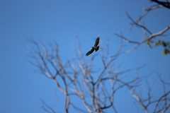 Spizaetus melanoleucus