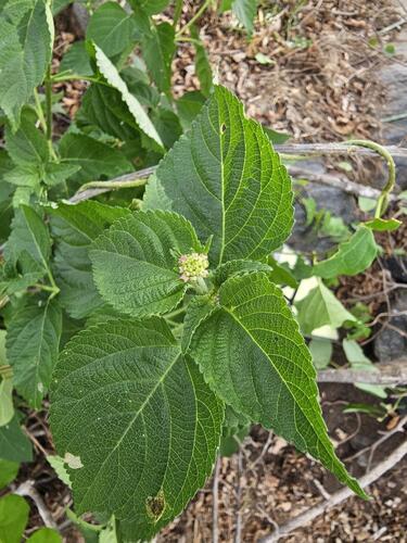 common lantana