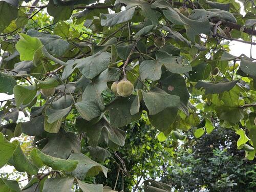 chewing gum tree