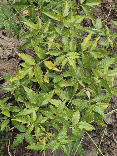 Neem