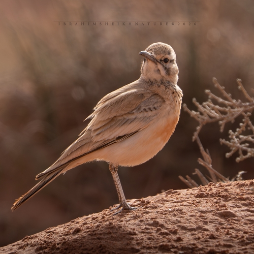 Greater Hoopoe-Lark