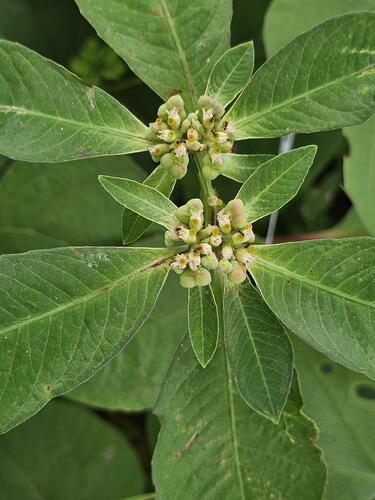 painted spurge