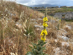 Verbascum macrurum