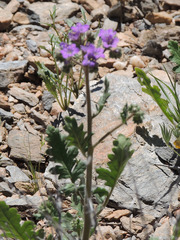 Phacelia crenulata crenulata