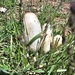 Pösteki mantarı (Coprinus comatus)