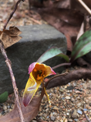 Erythronium rostratum