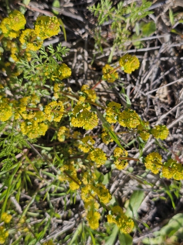 Cruciata taurica (Cruciata taurica)