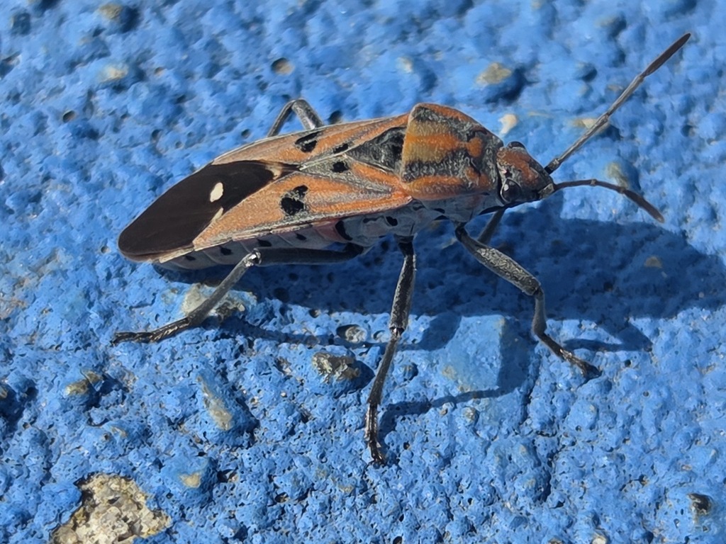 Spilostethus pandurus (Spilostethus pandurus)