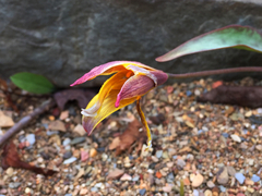 Erythronium rostratum