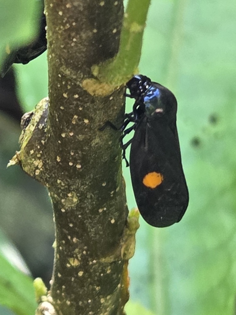 Cosmoscarta sylvestris (Cosmoscarta sylvestris)