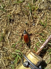 Epistomentis pictus