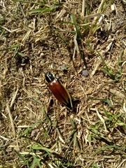 Epistomentis pictus
