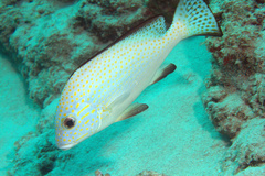 Plectorhinchinae
