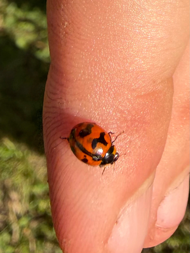 Small Transverse Ladybird Beetle
