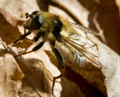 Criorhina verbosa