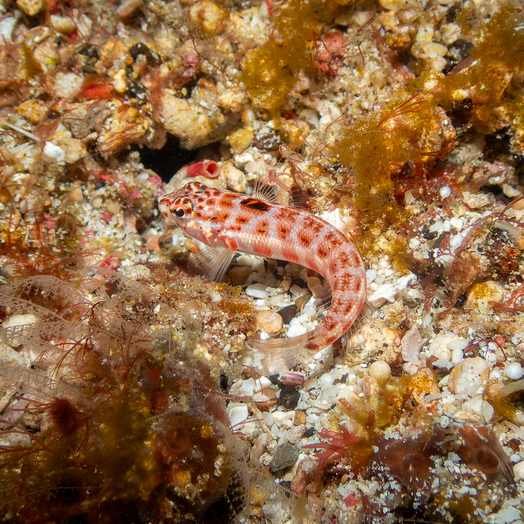 Flagfin Weever