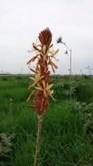 Asphodeline lutea